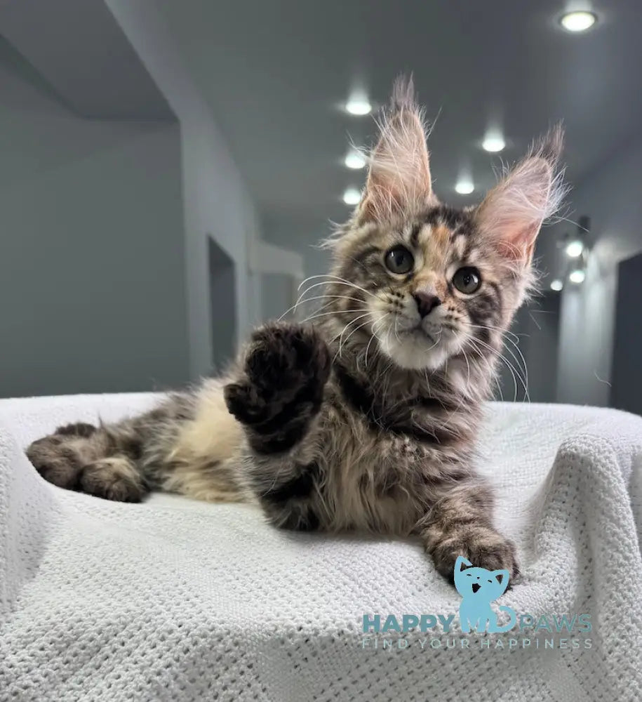 Shirly Maine Coon Female Black Tortie Tabby Live Animals