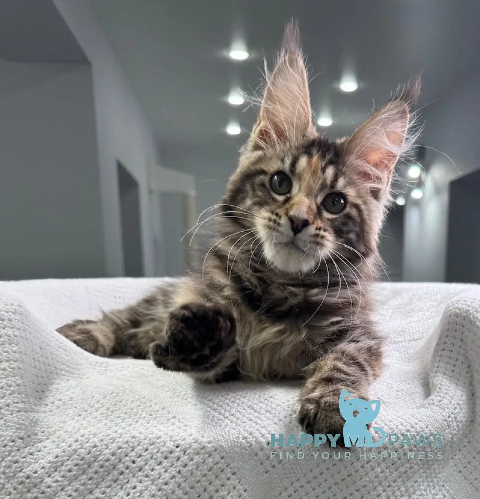 Shirly Maine Coon Female Black Tortie Tabby Live Animals