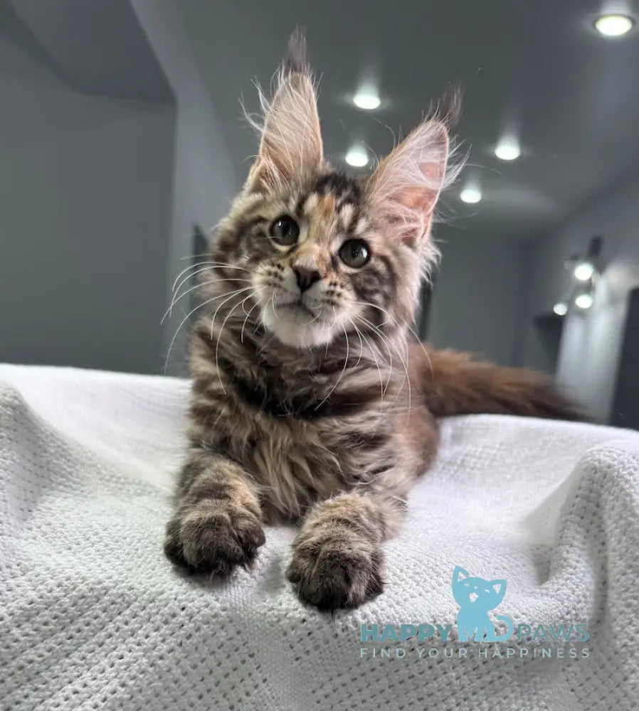 Shirly Maine Coon Female Black Tortie Tabby Live Animals