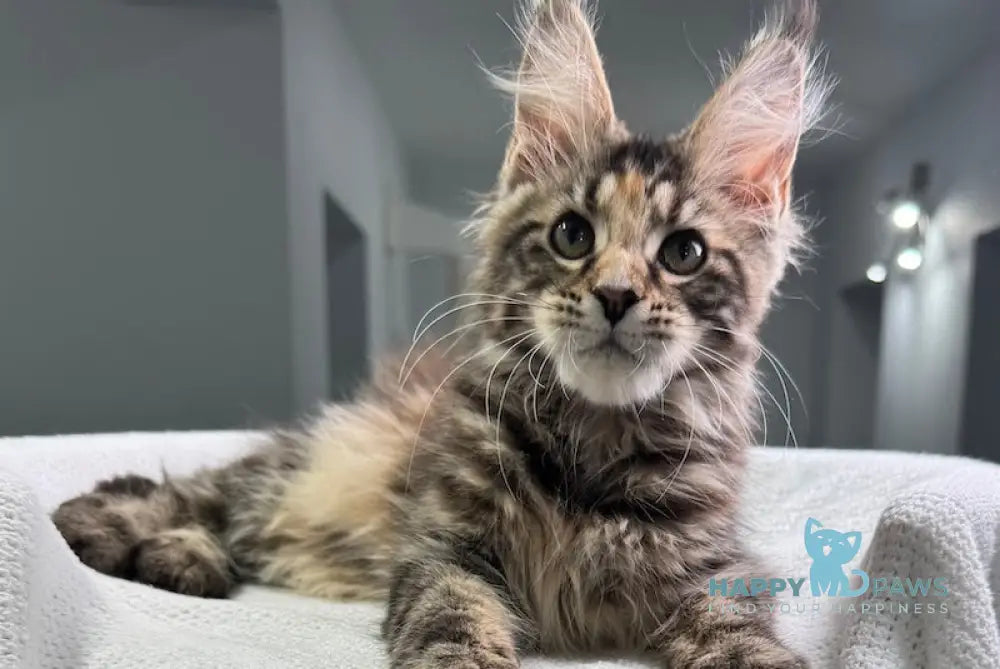 Shirly Maine Coon Female Black Tortie Tabby Live Animals