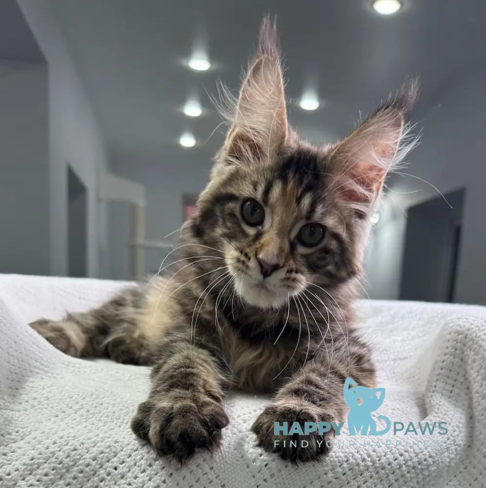 Shirly Maine Coon Female Black Tortie Tabby Live Animals