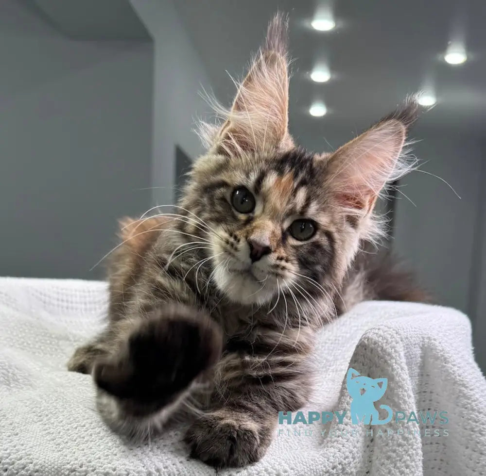 Shirly Maine Coon Female Black Tortie Tabby Live Animals