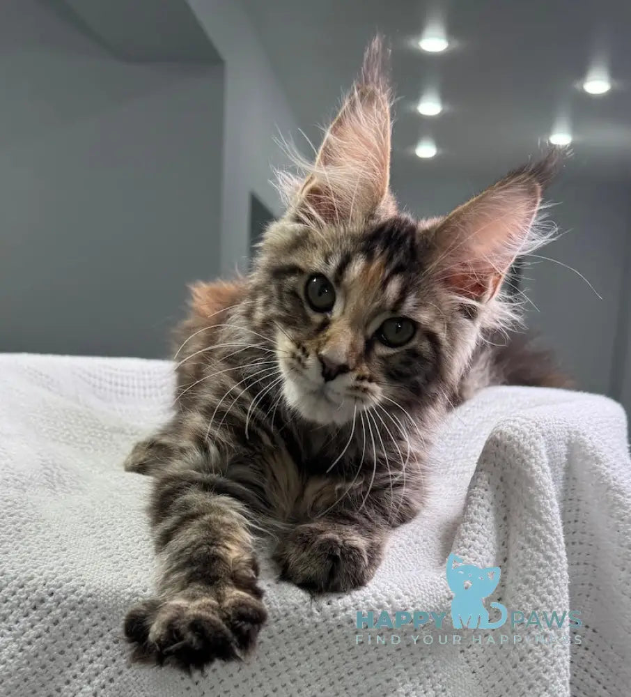 Shirly Maine Coon Female Black Tortie Tabby Live Animals