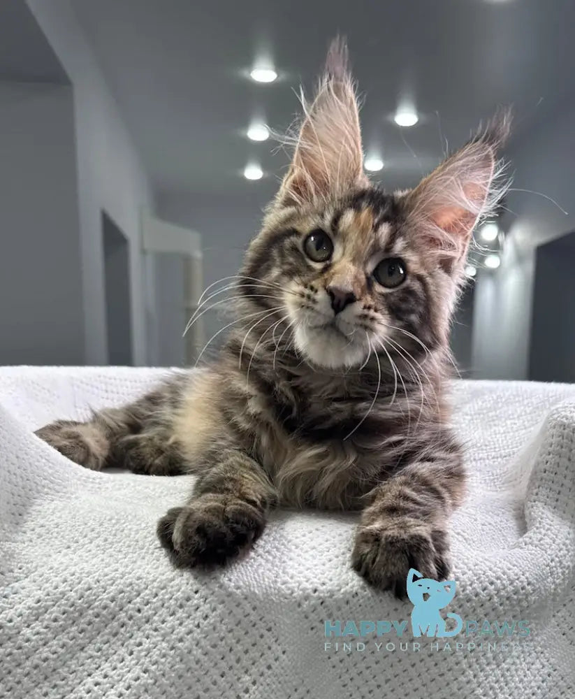 Shirly Maine Coon Female Black Tortie Tabby Live Animals