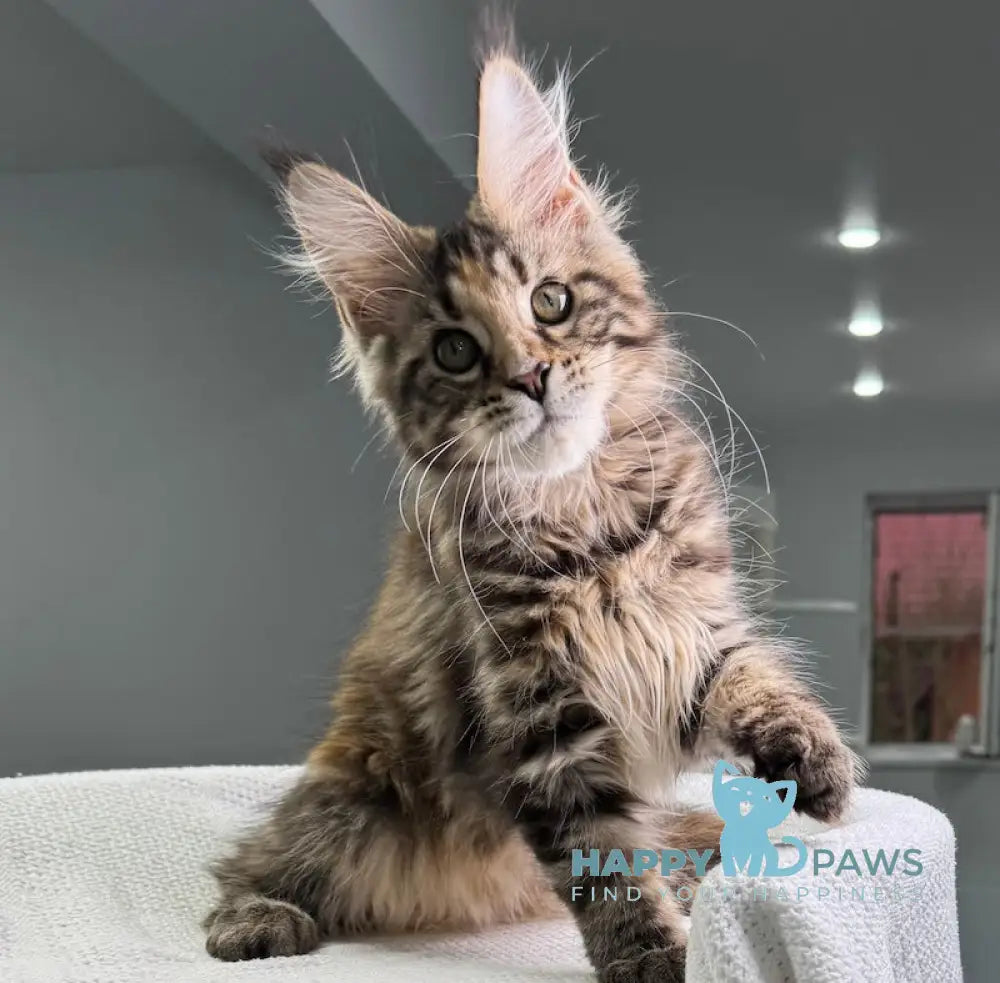 Shirly Maine Coon Female Black Tortie Tabby Live Animals