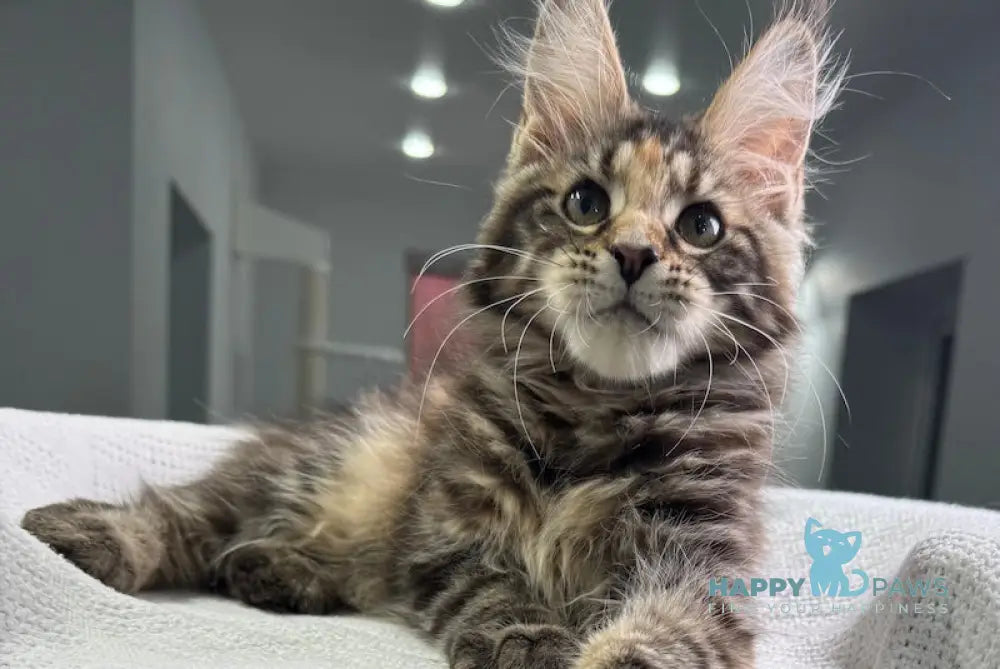 Shirly Maine Coon Female Black Tortie Tabby Live Animals