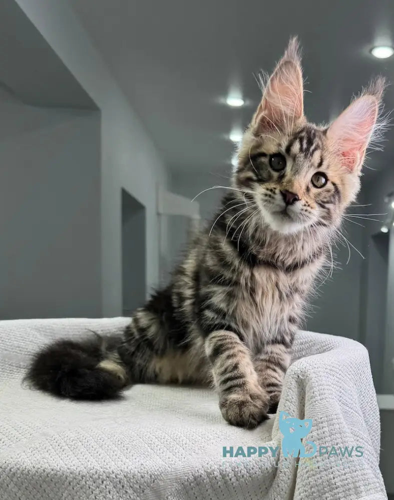 Shtill Maine Coon Male Black Tabby Live Animals