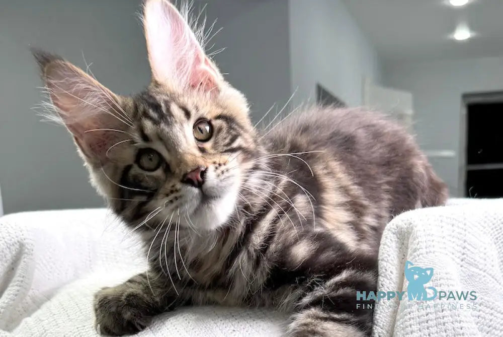 Shtill Maine Coon Male Black Tabby Live Animals