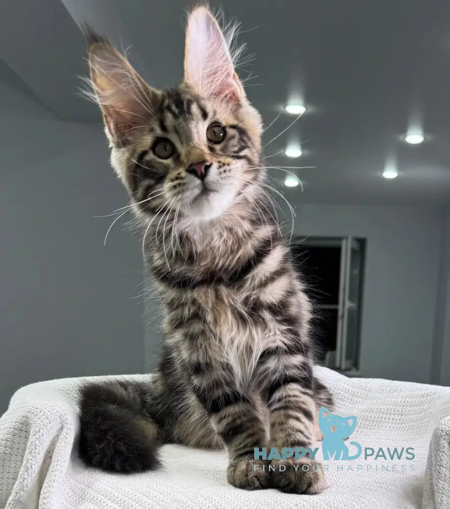 Shtill Maine Coon Male Black Tabby Live Animals