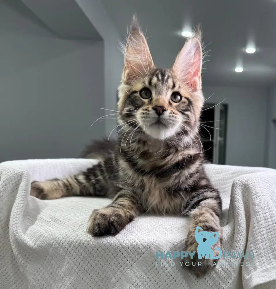 Shtill Maine Coon Male Black Tabby Live Animals