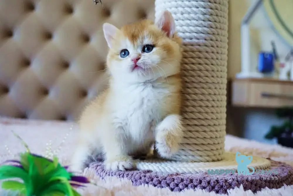 Simka British Shorthair Female Black Golden Chinchilla Live Animals