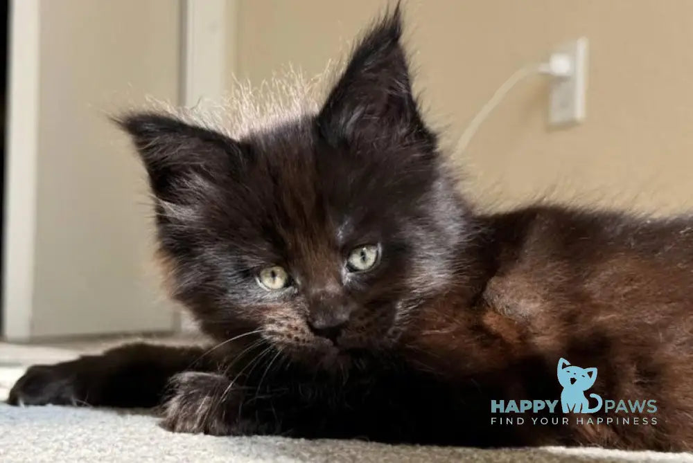 Simon Maine Coon Male Black Live Animals