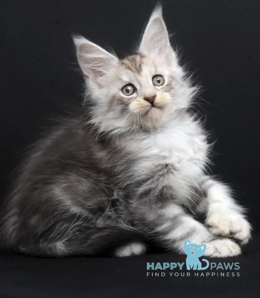 Simona Maine Coon Polydactyl Female Black Silver Tabby Live Animals