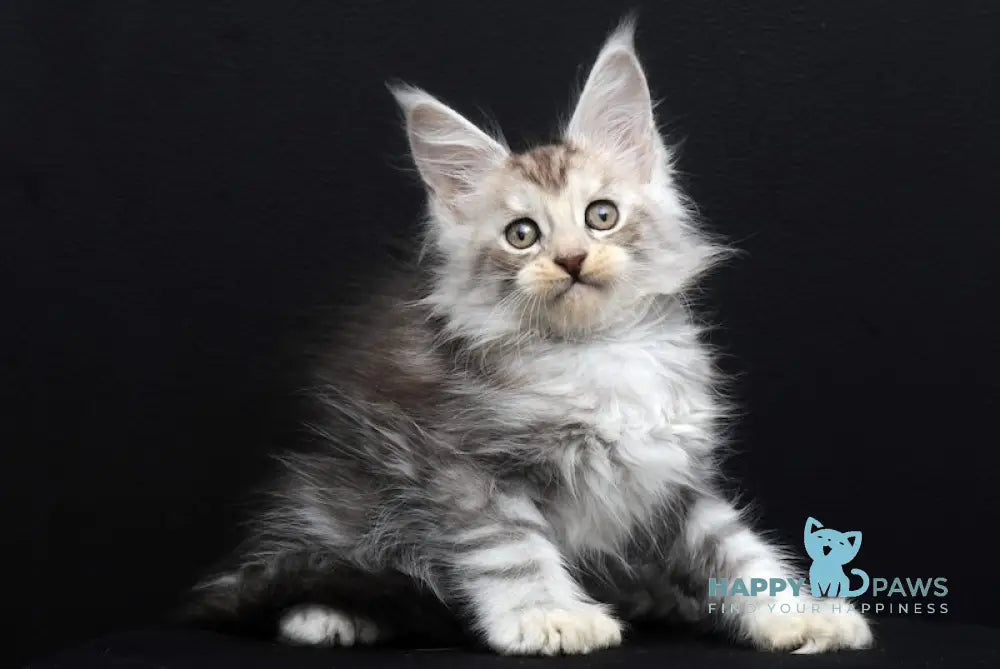 Simona Maine Coon Polydactyl Female Black Silver Tabby Live Animals