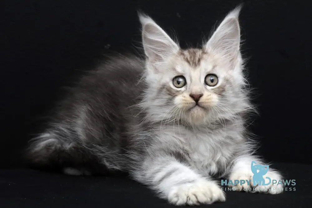 Simona Maine Coon Polydactyl Female Black Silver Tabby Live Animals