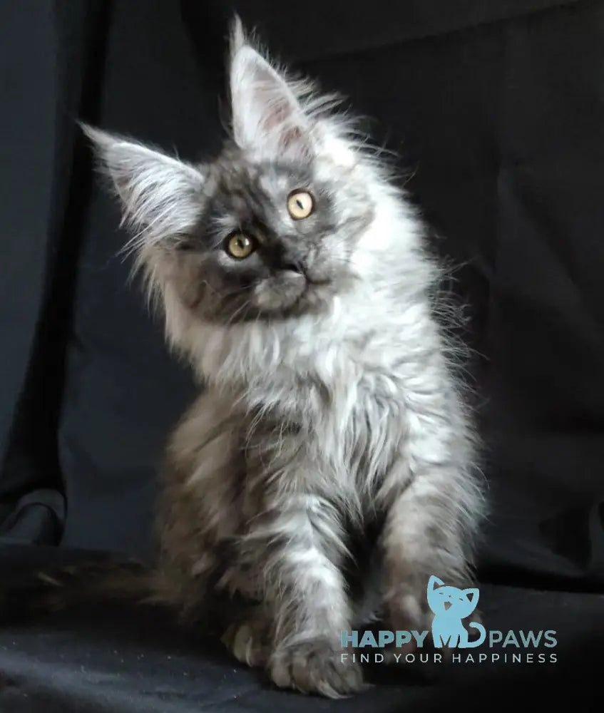 Siri Maine Coon Female Black Smoke Live Animals