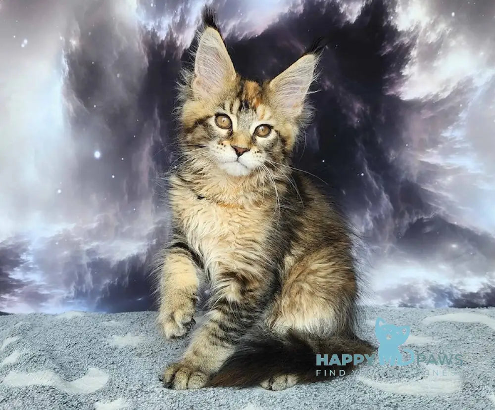 Snowdrop Maine Coon Female Black Tortie Ticked Tabby Live Animals