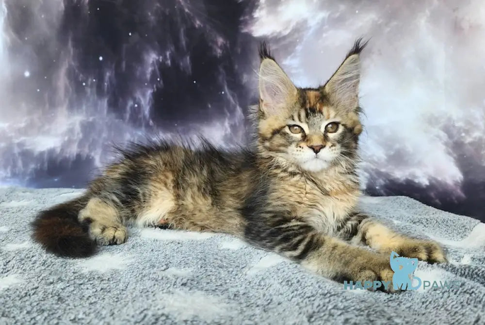 Snowdrop Maine Coon Female Black Tortie Ticked Tabby Live Animals