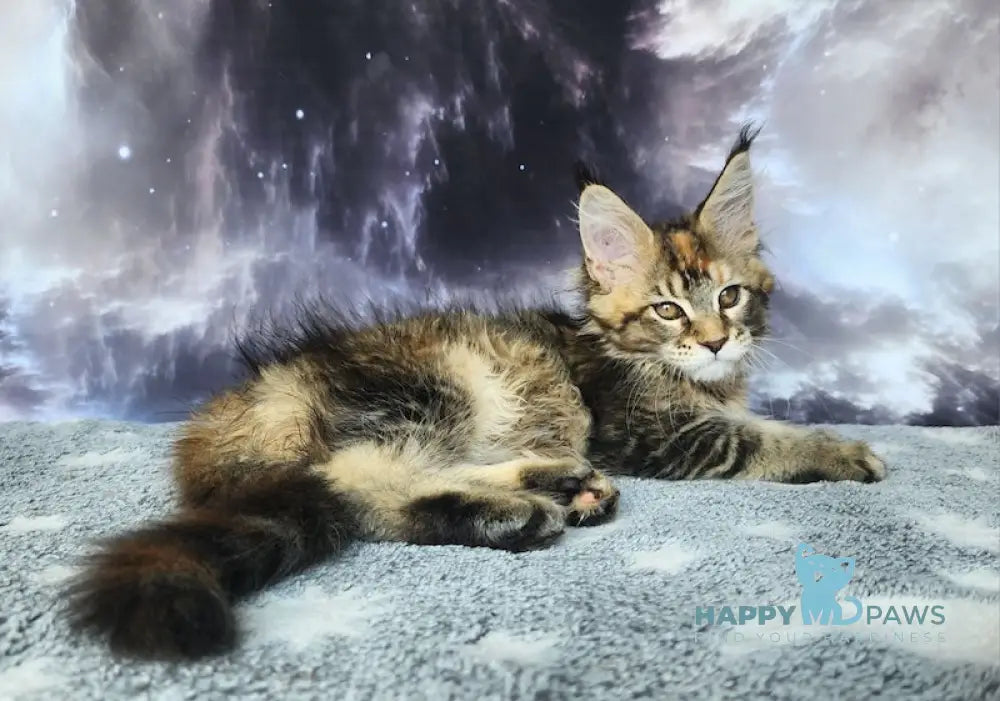 Snowdrop Maine Coon Female Black Tortie Ticked Tabby Live Animals