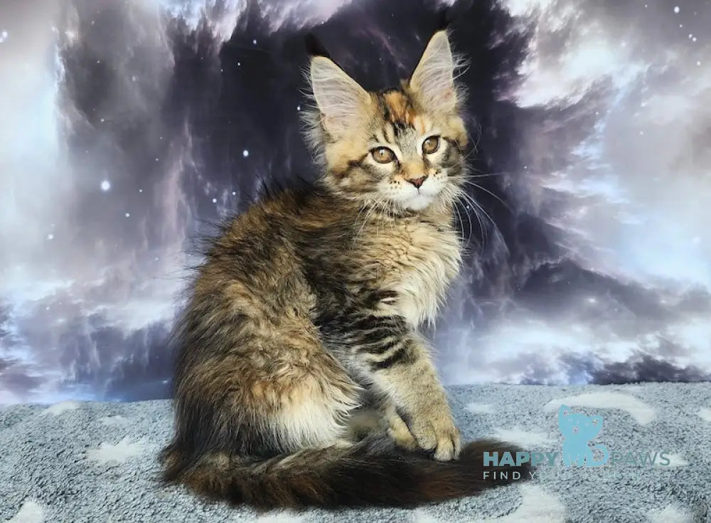 Snowdrop Maine Coon Female Black Tortie Ticked Tabby Live Animals