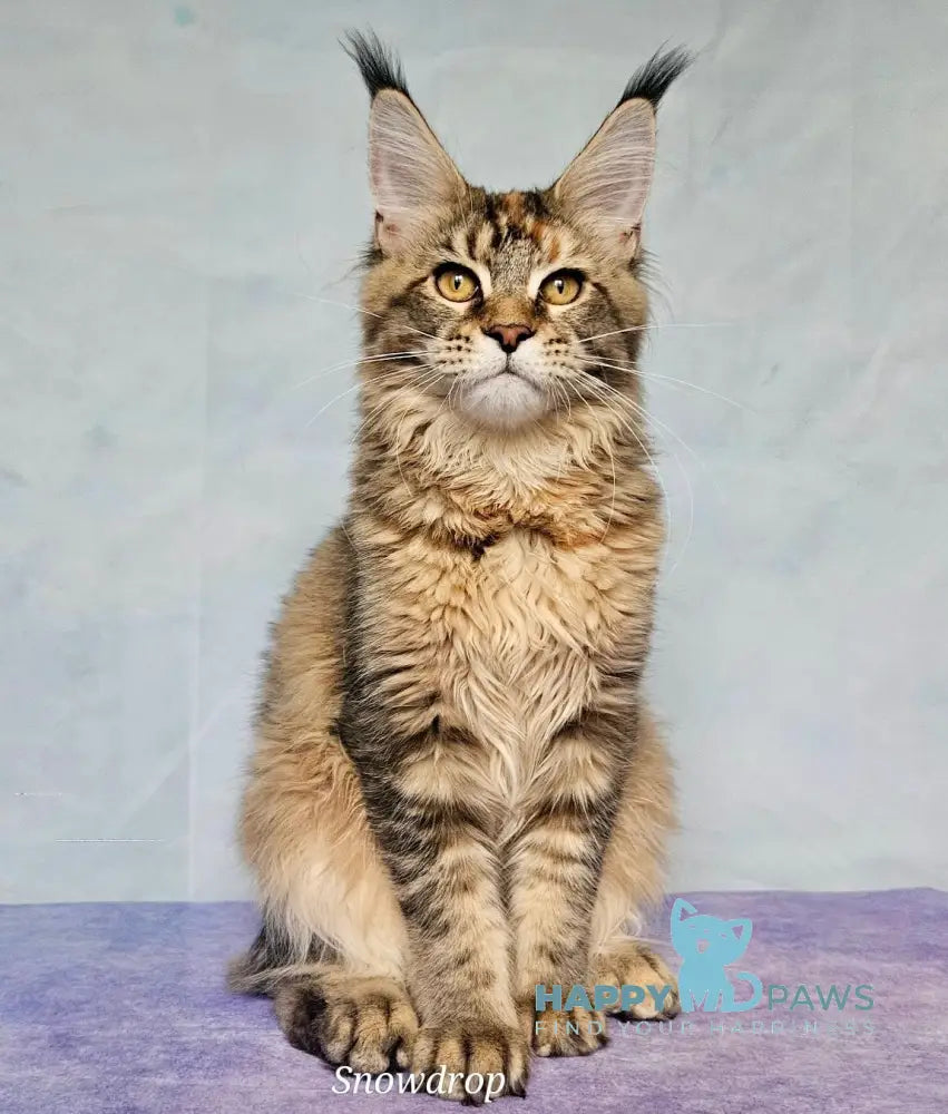 Snowdrop Maine Coon Female Black Tortie Ticked Tabby Live Animals