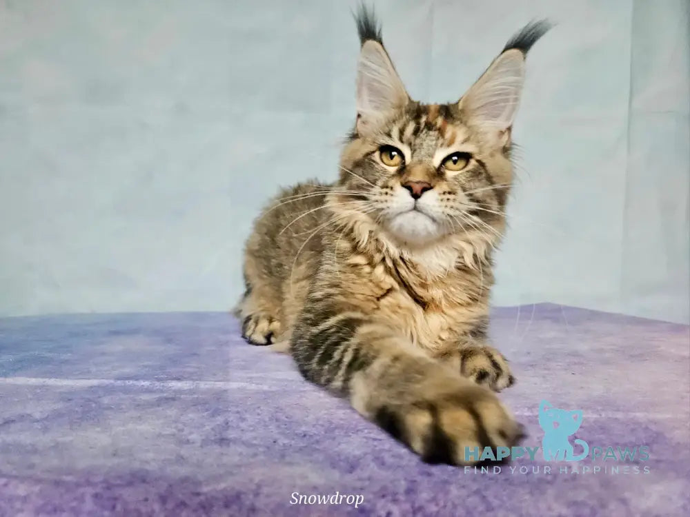 Snowdrop Maine Coon Female Black Tortie Ticked Tabby Live Animals