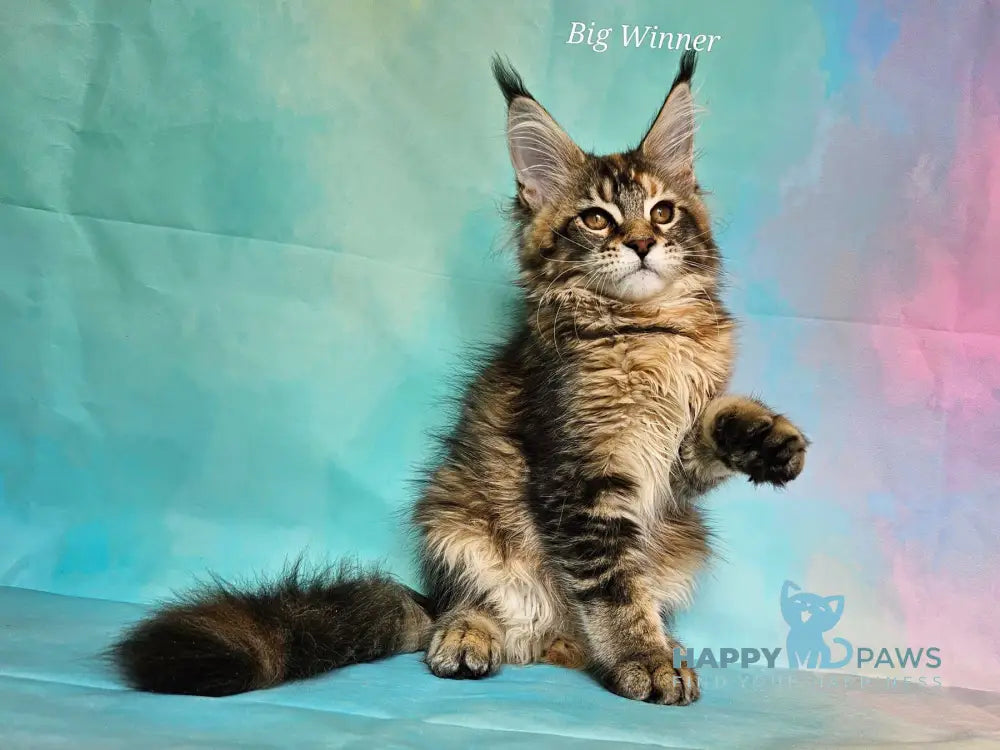 Snowdrop Maine Coon Female Black Tortie Ticked Tabby Live Animals