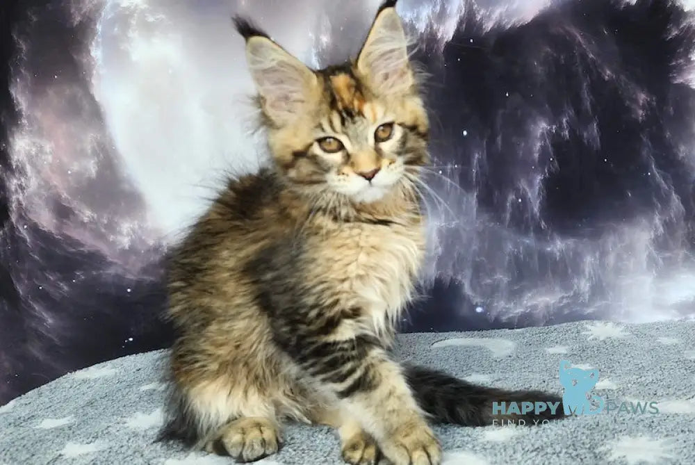 Snowdrop Maine Coon Female Black Tortie Ticked Tabby Live Animals