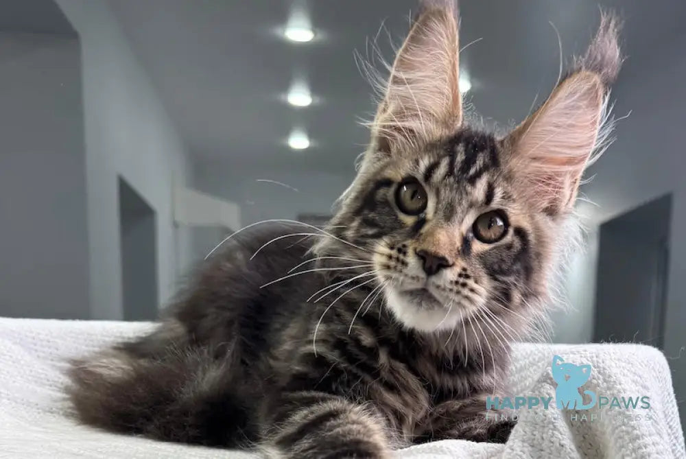 Sockrat Maine Coon Male Black Tabby Live Animals