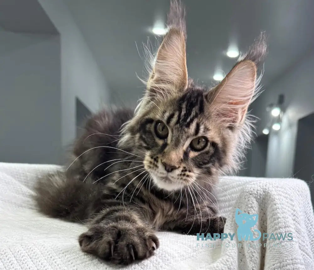 Sockrat Maine Coon Male Black Tabby Live Animals