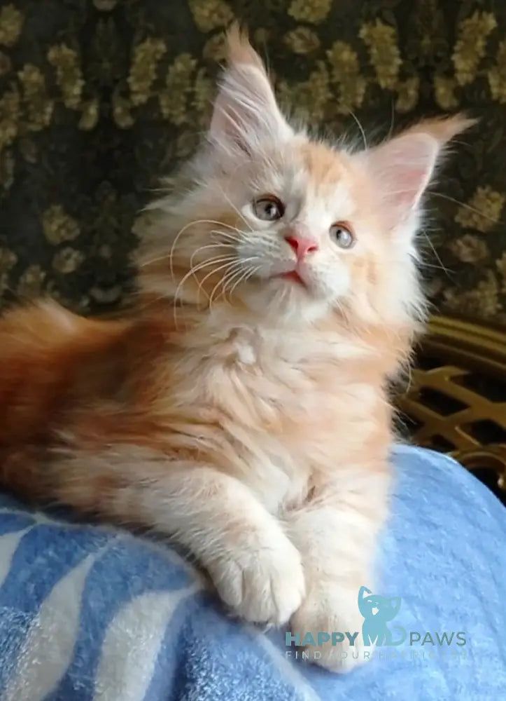 Solar Maine Coon male red tabby live animals