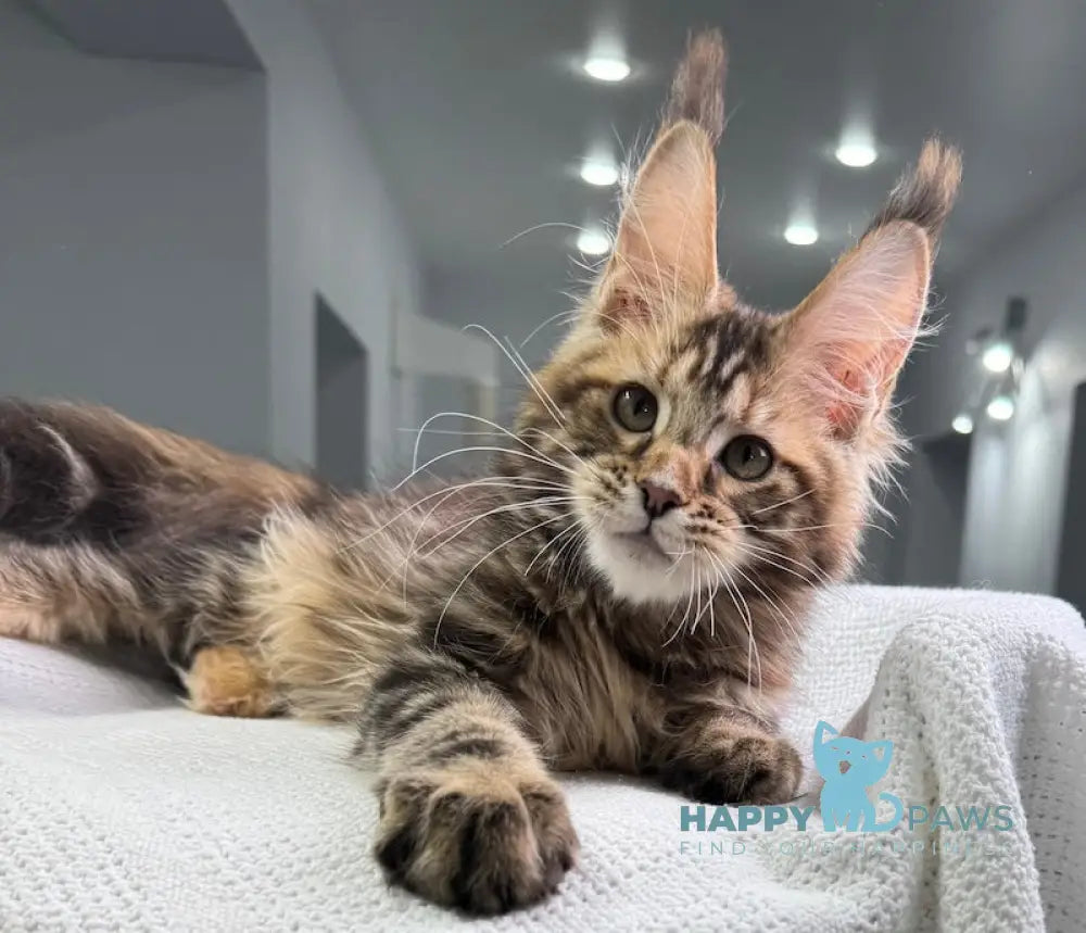 Spicy Maine Coon Female Black Tortie Tabby Live Animals