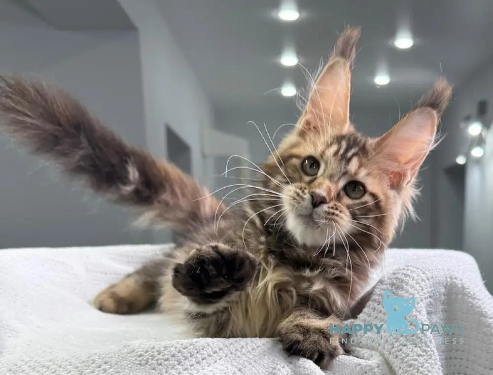 Spicy Maine Coon Female Black Tortie Tabby Live Animals