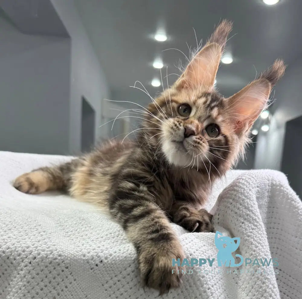 Spicy Maine Coon Female Black Tortie Tabby Live Animals