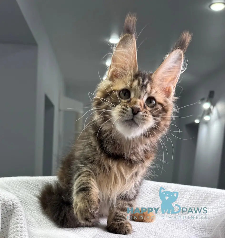 Spicy Maine Coon Female Black Tortie Tabby Live Animals