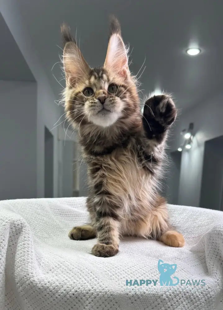 Spicy Maine Coon Female Black Tortie Tabby Live Animals