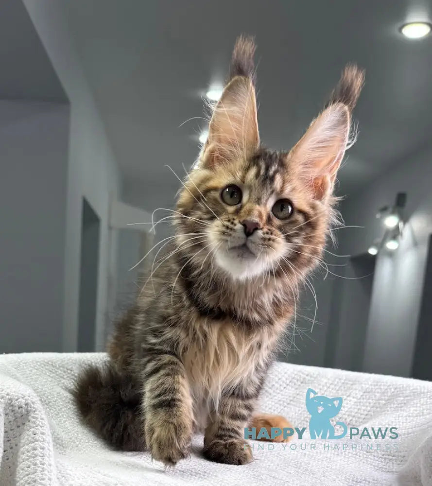 Spicy Maine Coon Female Black Tortie Tabby Live Animals