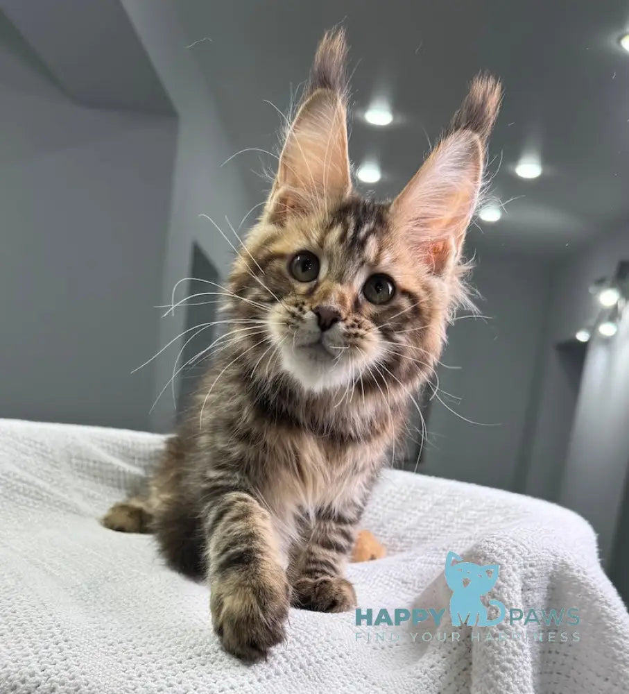 Spicy Maine Coon Female Black Tortie Tabby Live Animals