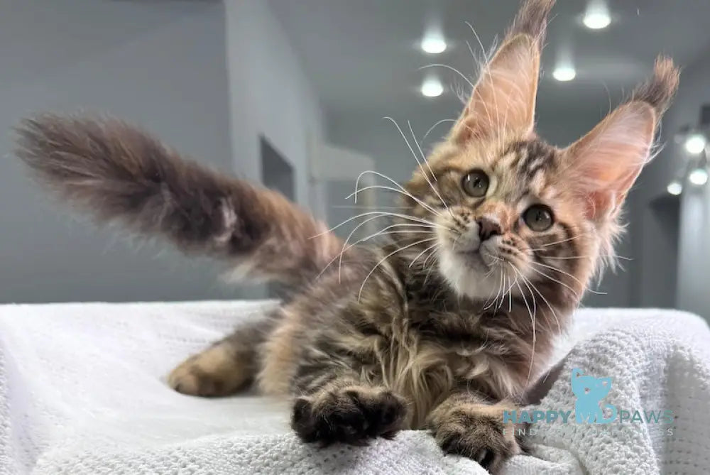 Spicy Maine Coon Female Black Tortie Tabby Live Animals