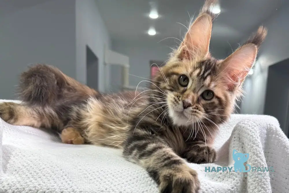 Spicy Maine Coon Female Black Tortie Tabby Live Animals