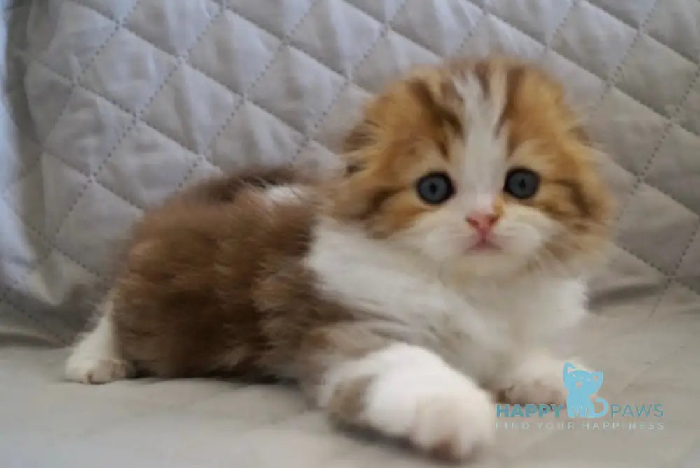 Stephanie Scottish Fold Female Chocolate Tabby Bicolour Live Animals