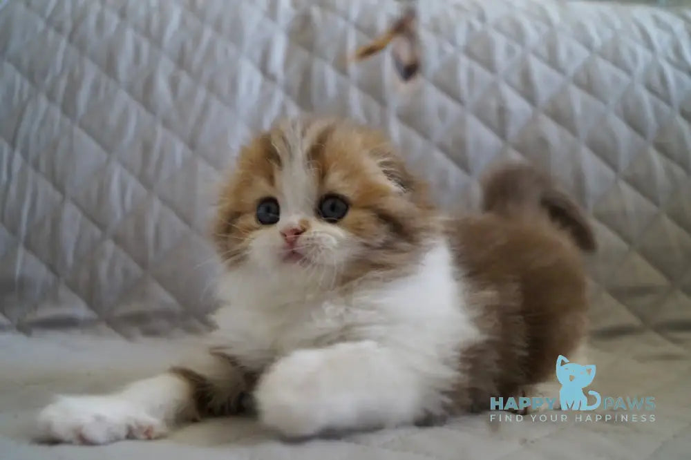 Stephanie Scottish Fold Female Chocolate Tabby Bicolour Live Animals