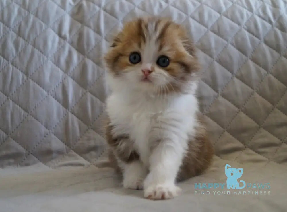 Stephanie Scottish Fold Female Chocolate Tabby Bicolour Live Animals