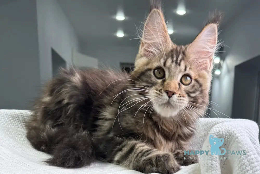 Storm Maine Coon Male Black Tabby Live Animals