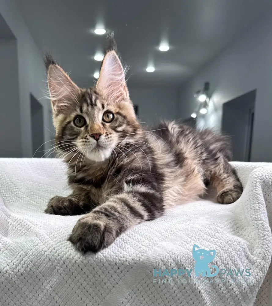 Storm Maine Coon Male Black Tabby Live Animals