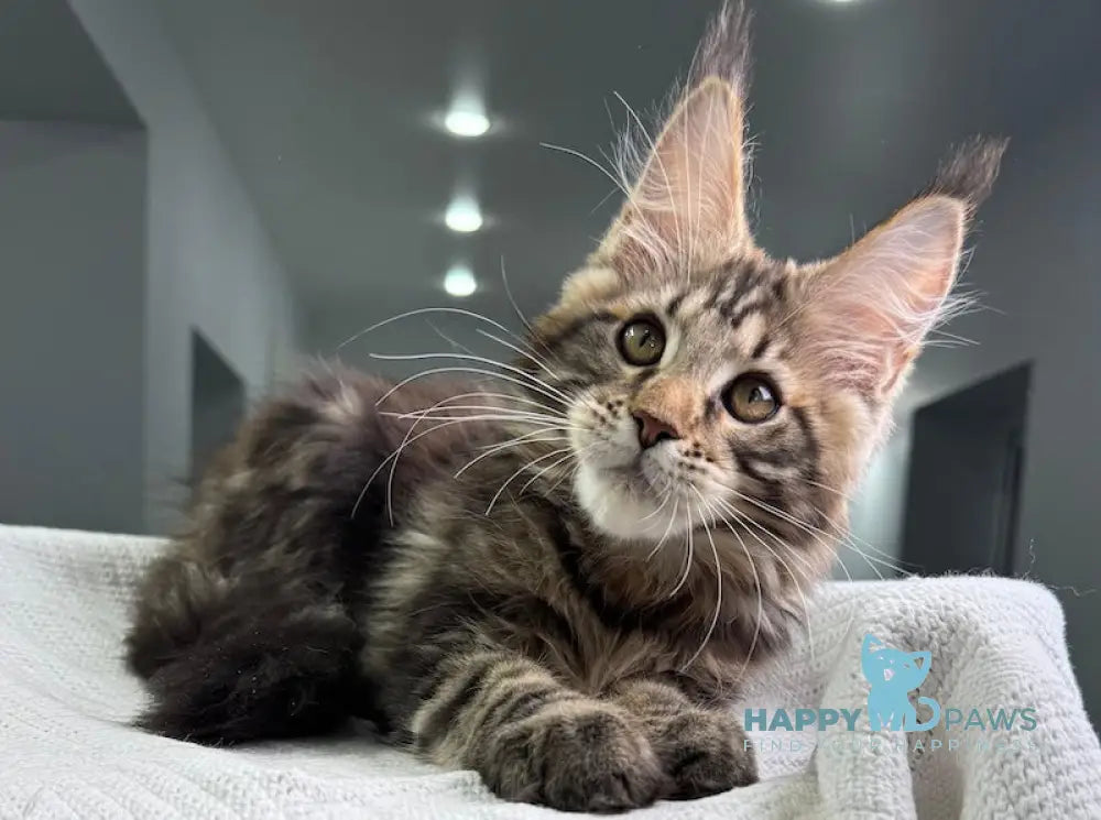 Storm Maine Coon Male Black Tabby Live Animals