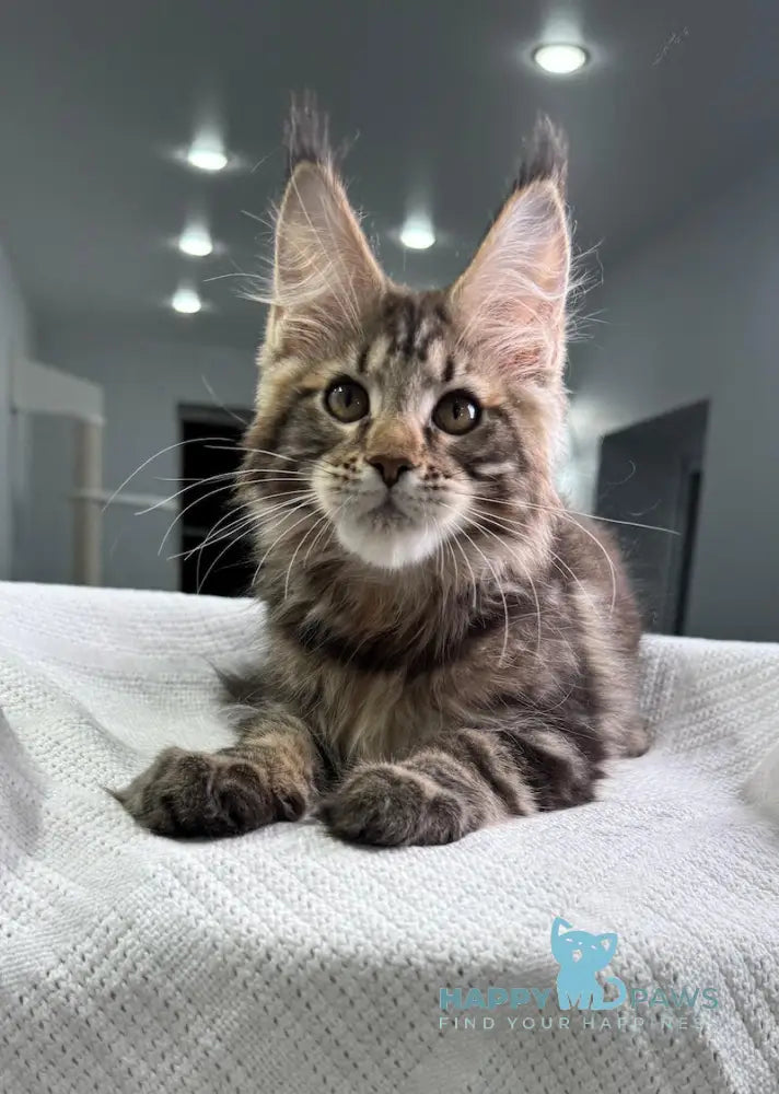 Storm Maine Coon Male Black Tabby Live Animals