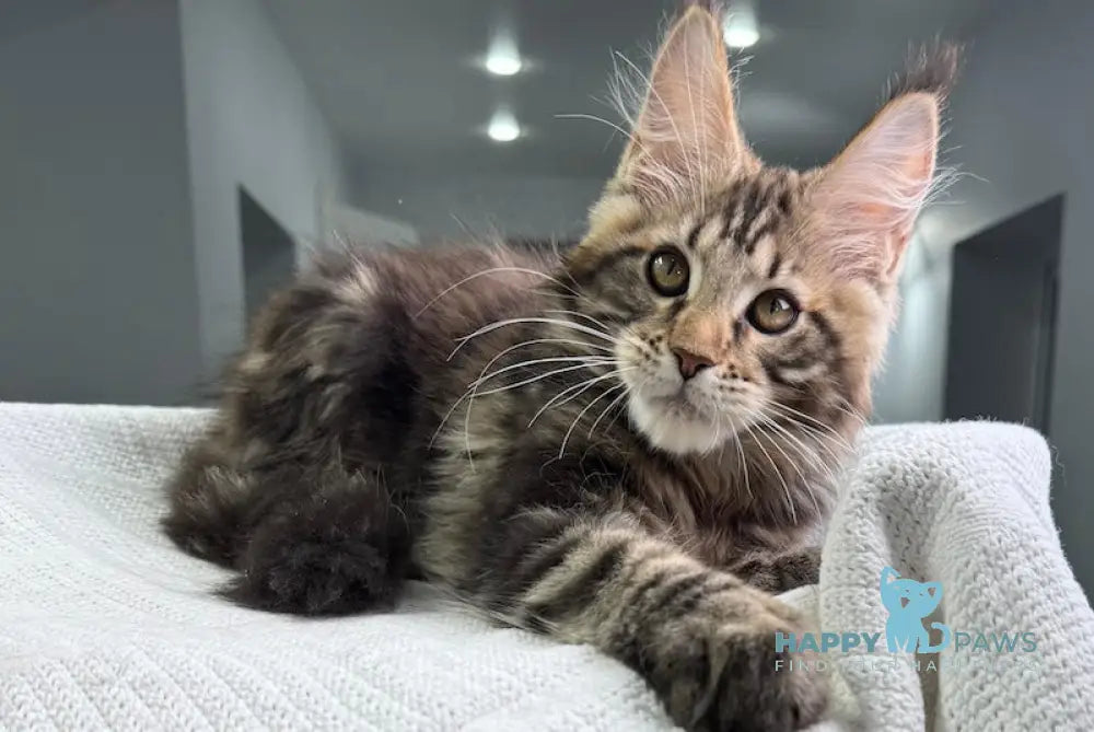 Storm Maine Coon Male Black Tabby Live Animals