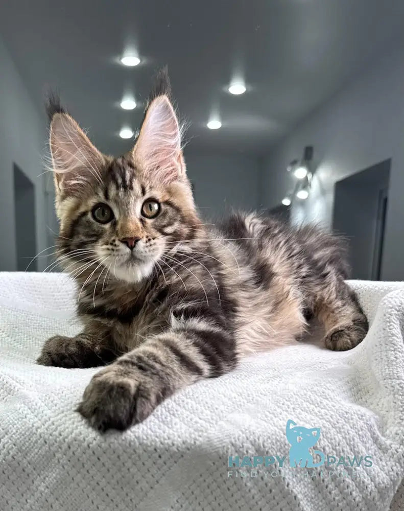 Storm Maine Coon Male Black Tabby Live Animals