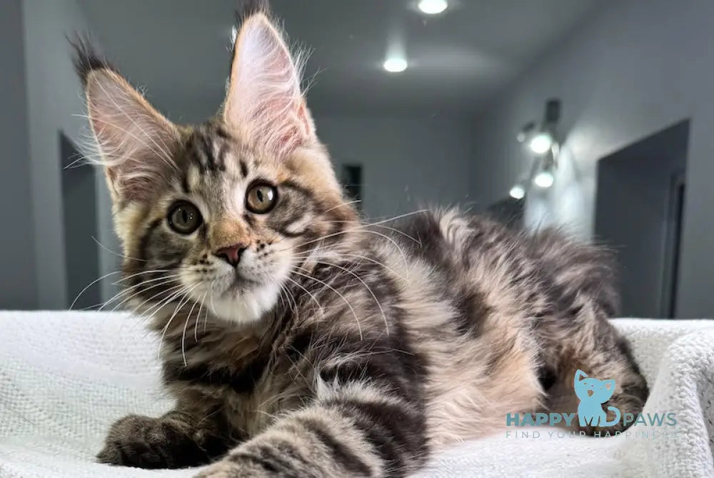 Storm Maine Coon Male Black Tabby Live Animals